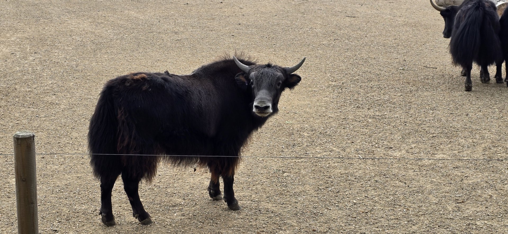 Domestic yak