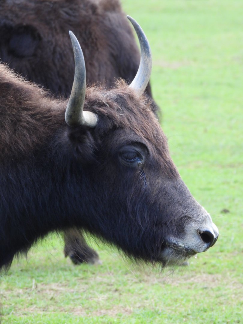 Domestic Yak