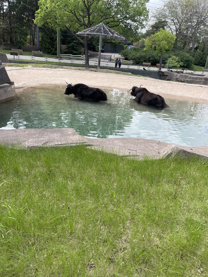 Domestic Yaks (5/23/22)