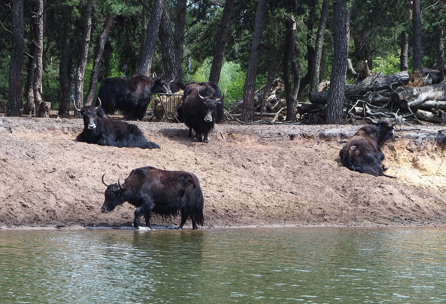 Domestic yaks (Bos grunniens) at the edge of the safari boat canal, 2022-06-12