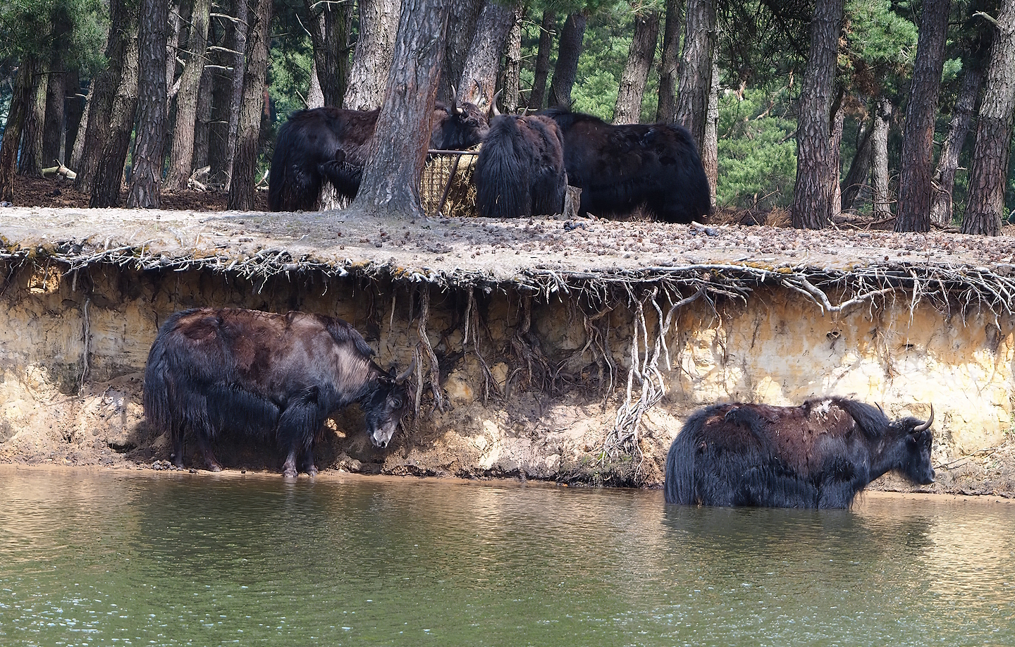 Domestic yaks (Bos grunniens) at the edge of the safari boat canal, 2022-06-12