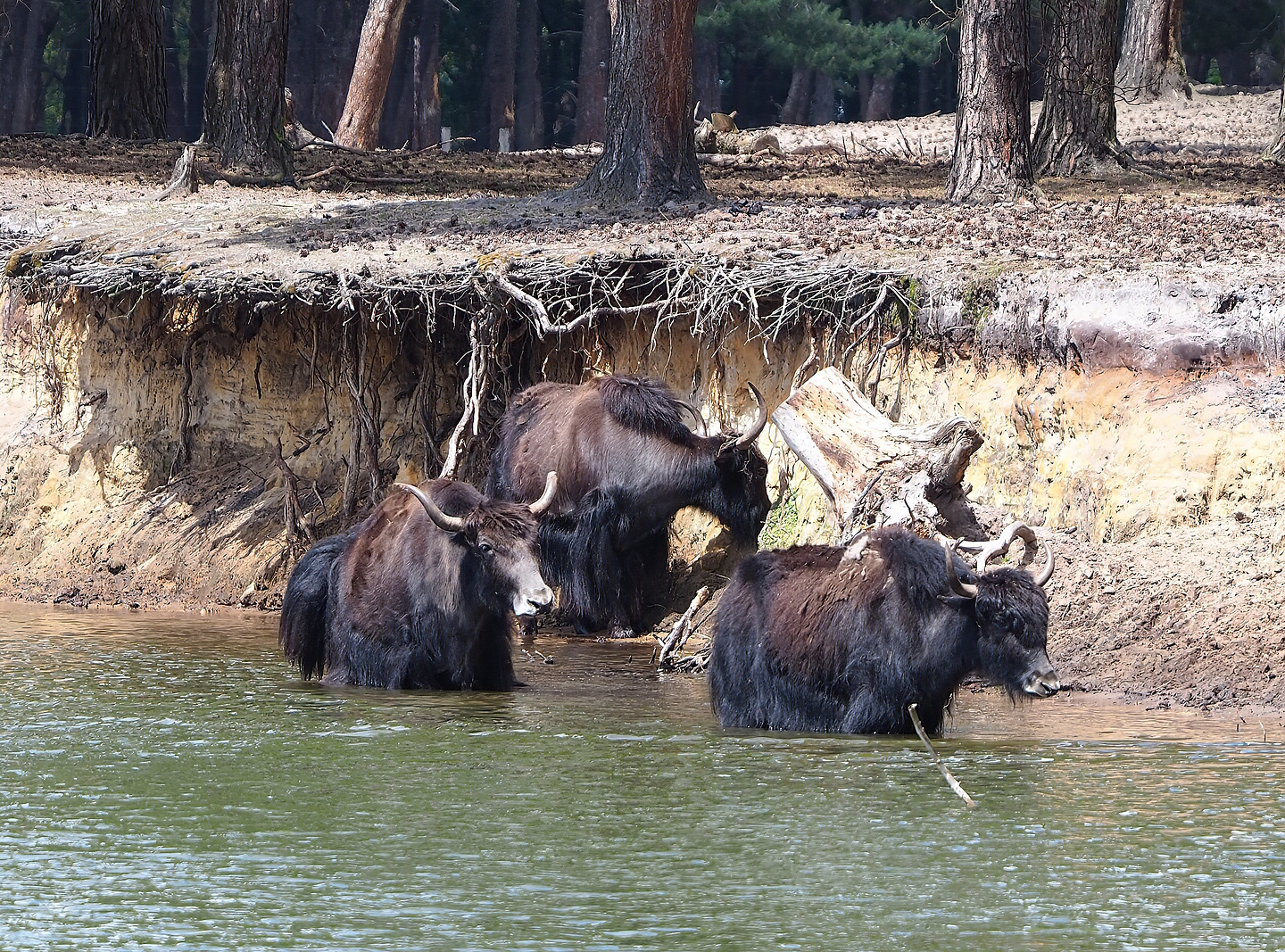 Domestic yaks (Bos grunniens) at the edge of the safari boat canal, 2022-06-12