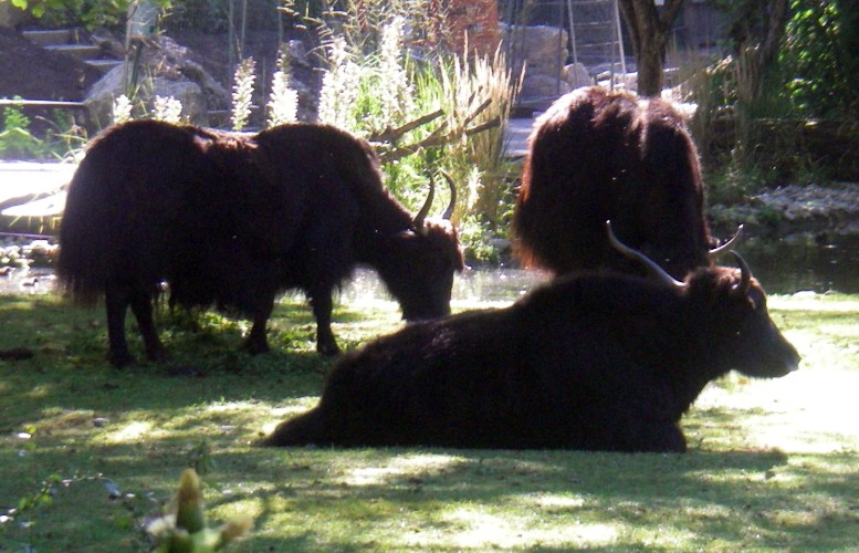 Domestic Yaks (Bos grunniens)