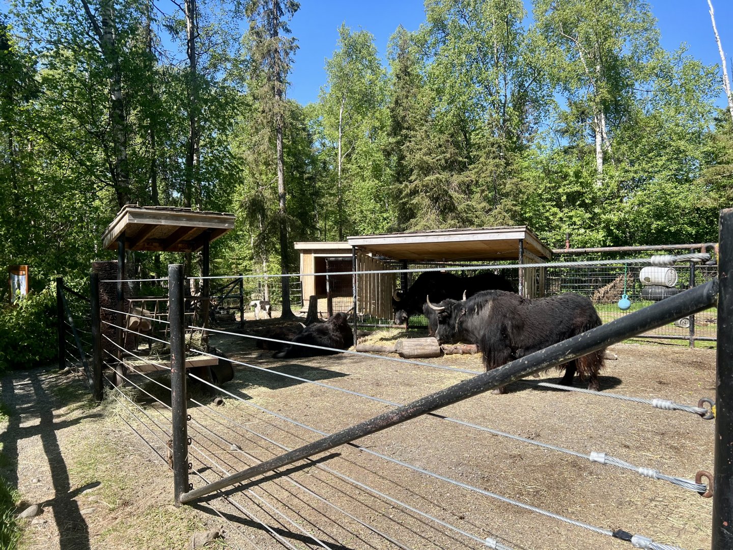 Domestic Yaks - currently the most populous resident of the zoo