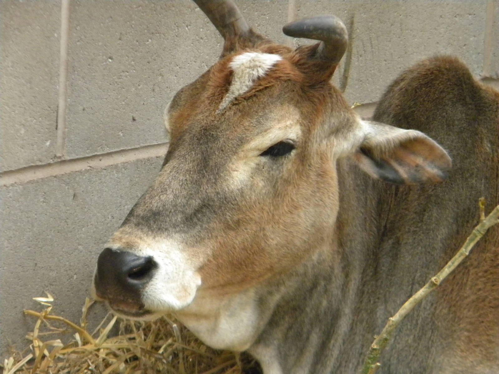 Domestic Zebu at Blackpool Zoo 07/08/11