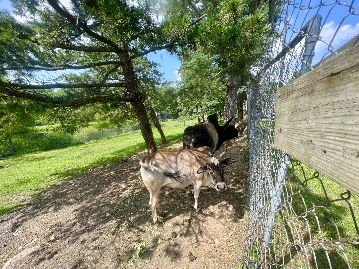 Domestic (Zebu or Brahma?) Cattle