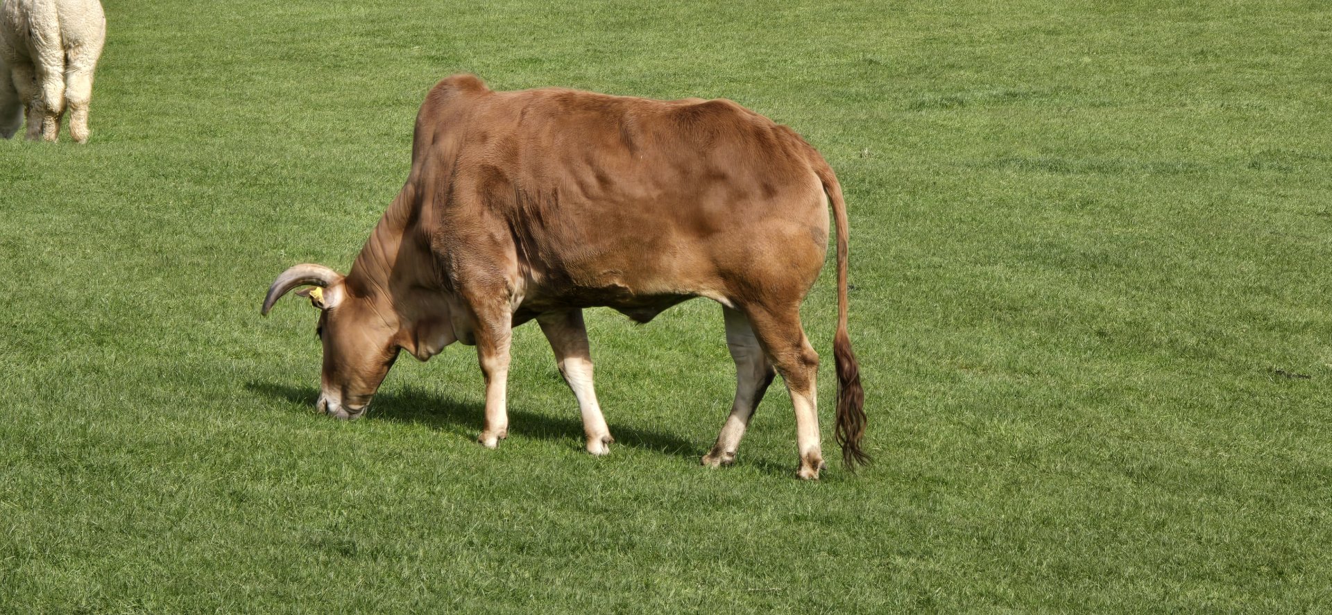 Domestic zebu