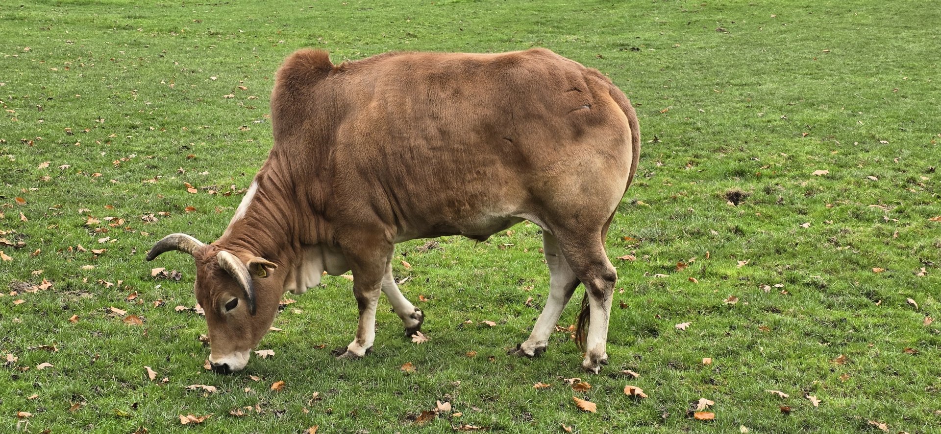 Domestic zebu