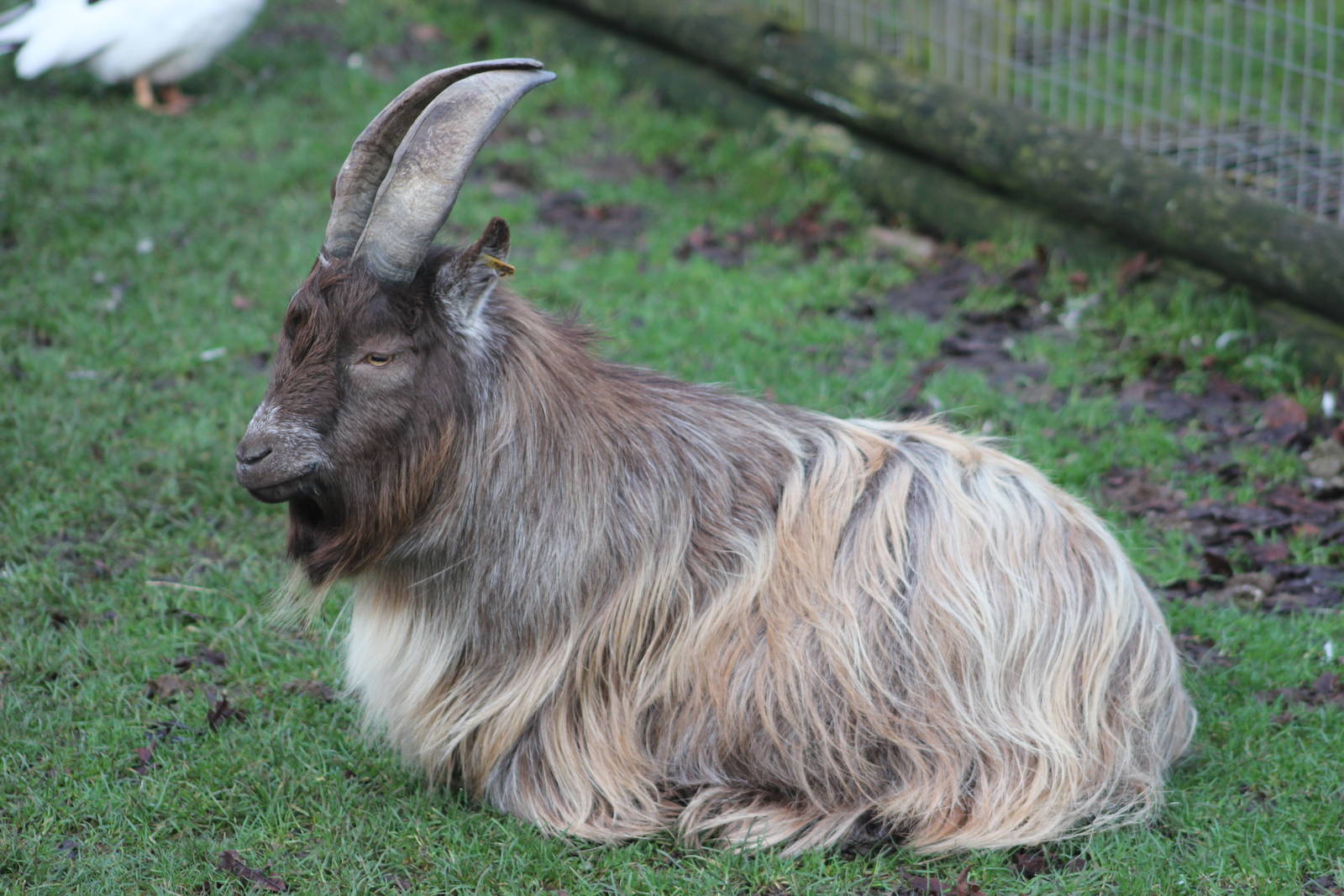 Domestic_goat_1_