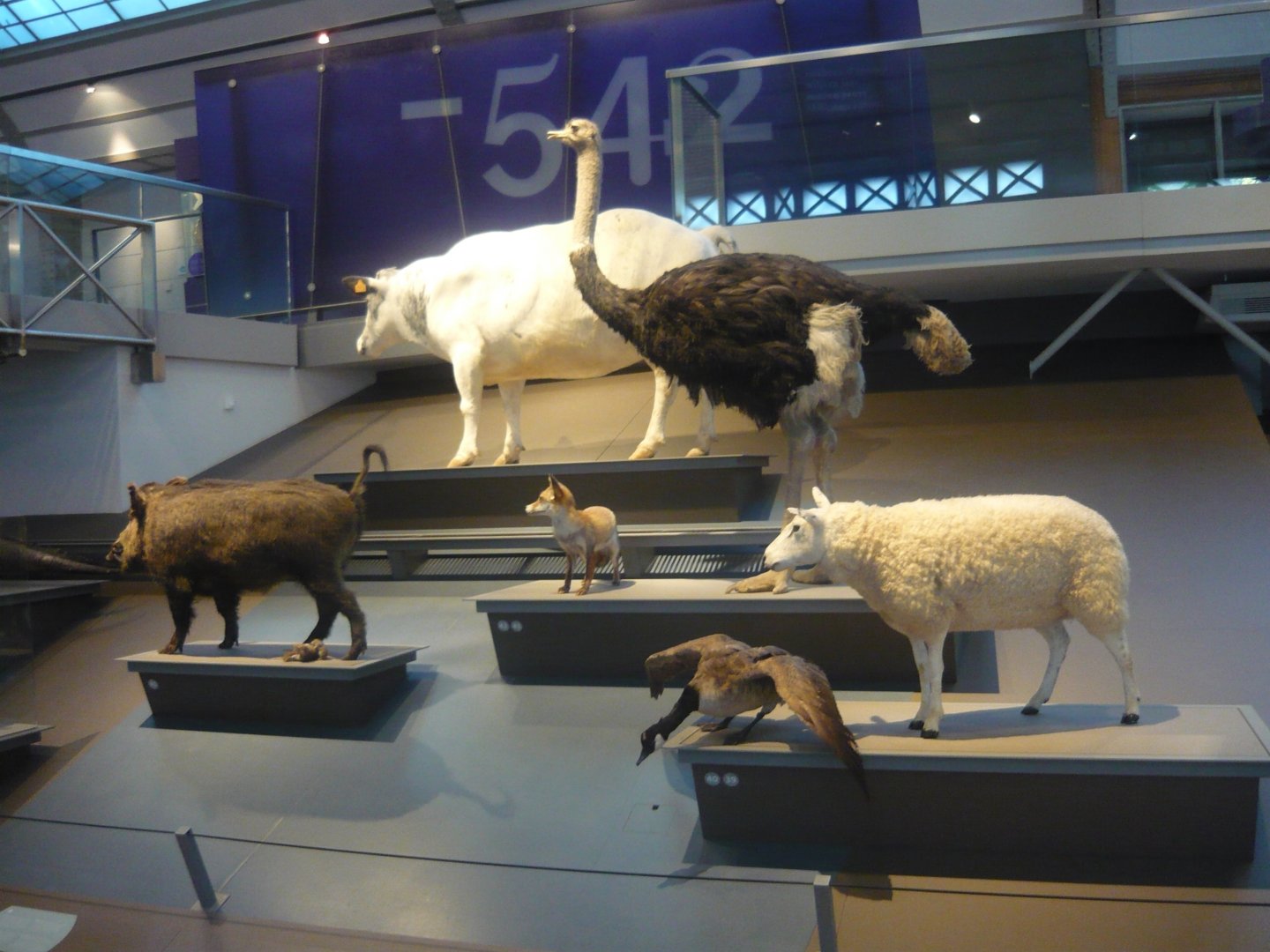 Domesticated animals and their ancestors