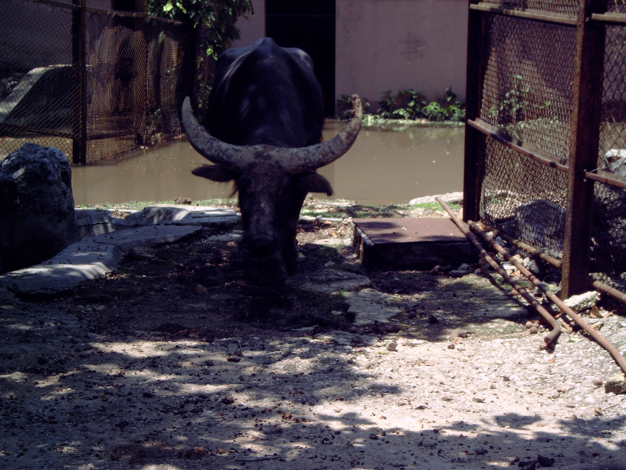 Domesticated Asian Water Buffalo