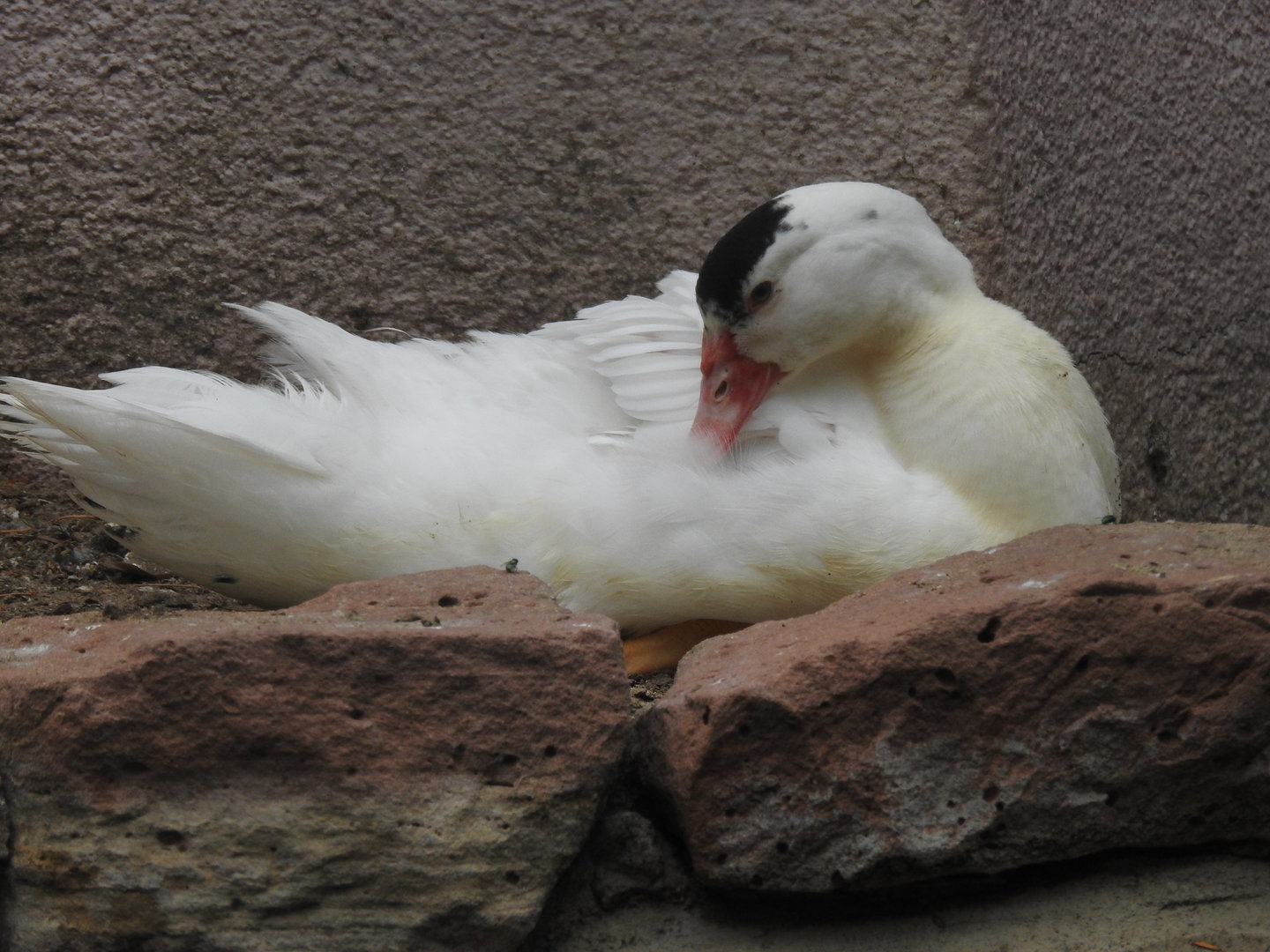 Domesticated duck variety?