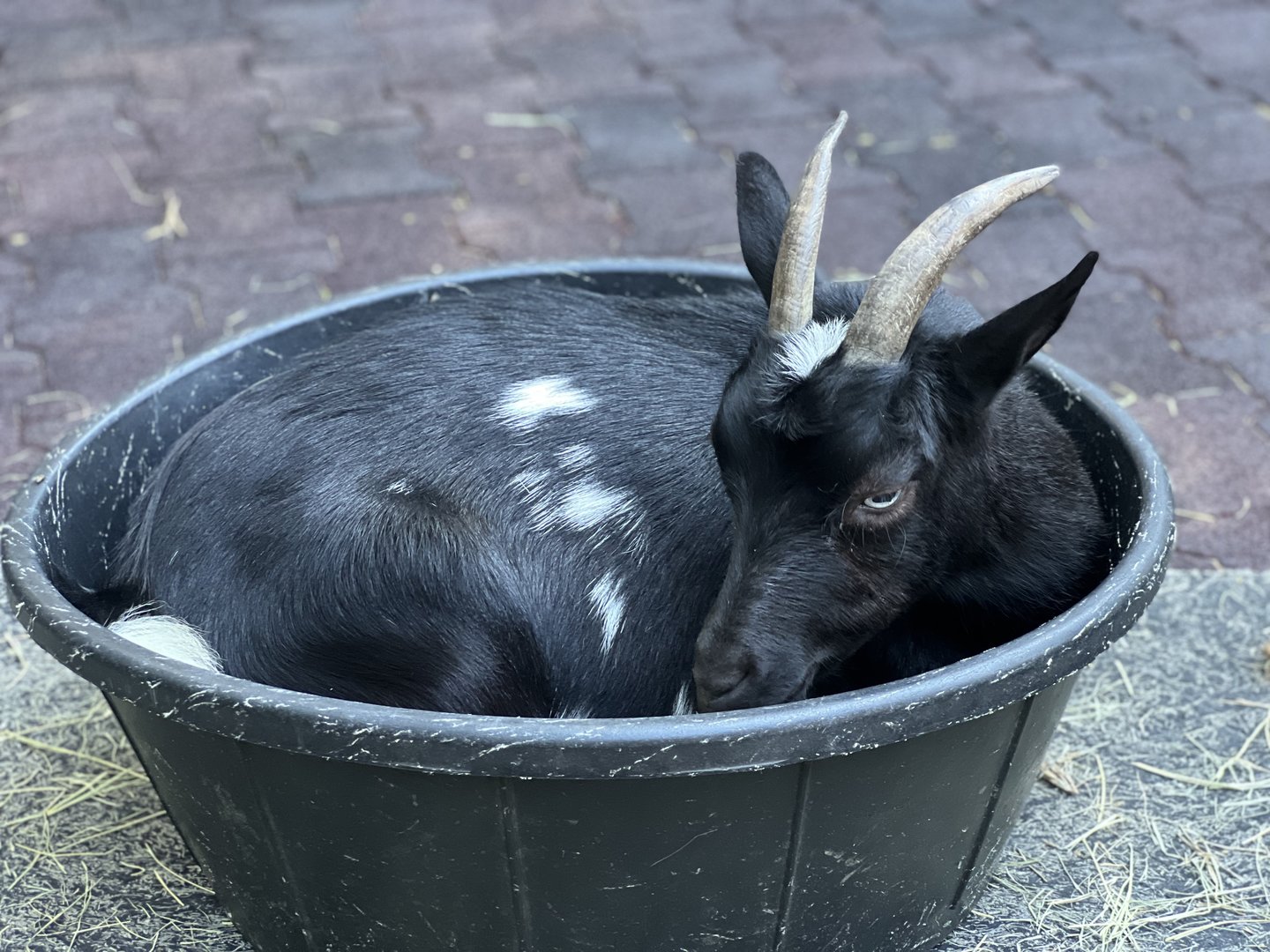 Domesticated Goat (Capra hircus)