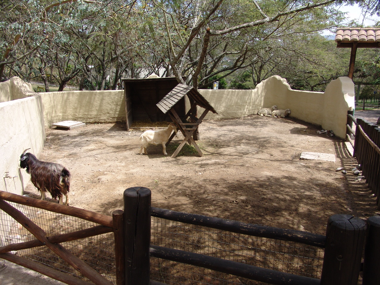 Domesticated goats and sheep at the 'Farm' area