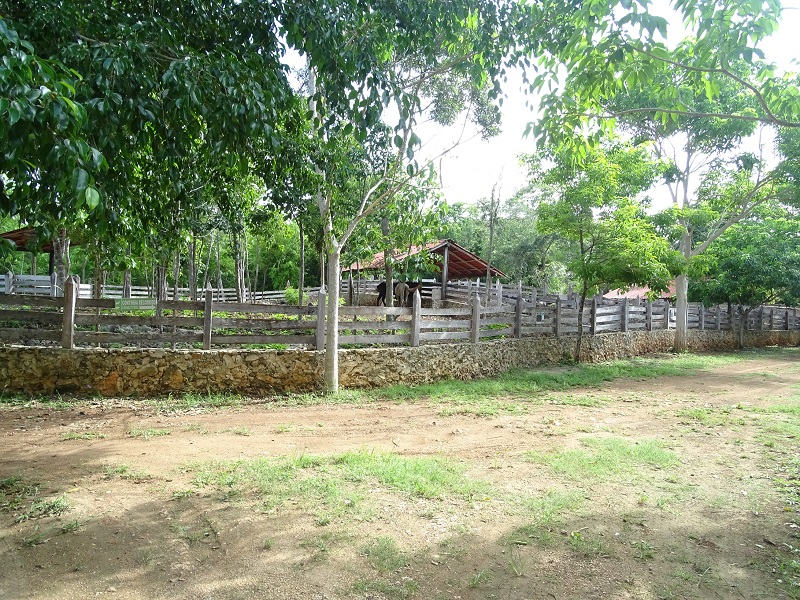 Domesticated horse enclosure