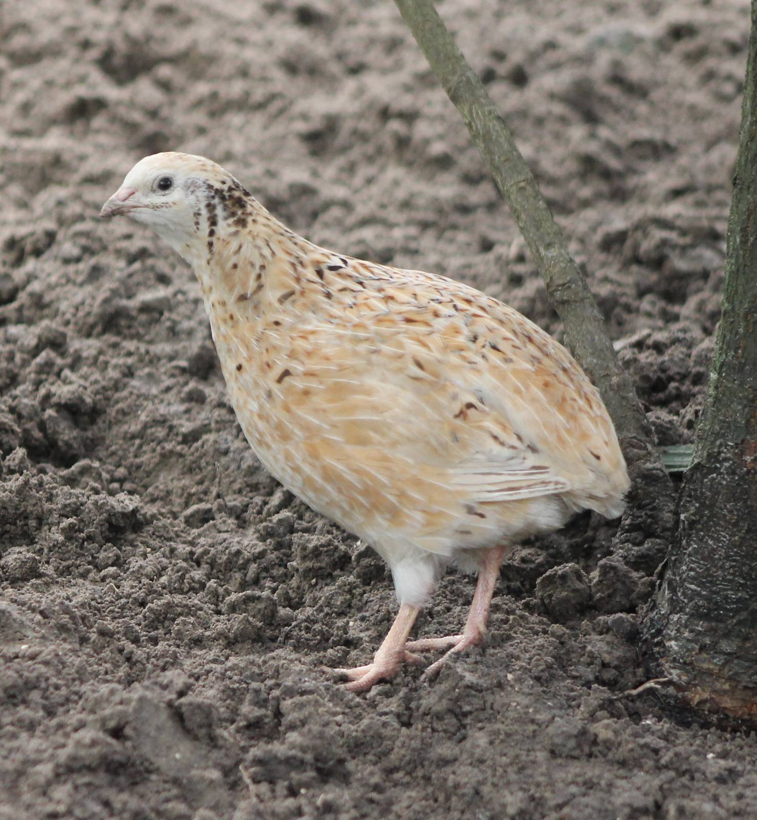 Domesticated Japanese quail
