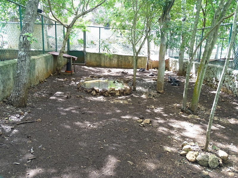 Domesticated muscovy duck enclosure