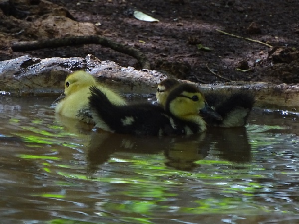 Domesticated muscovy ducklings