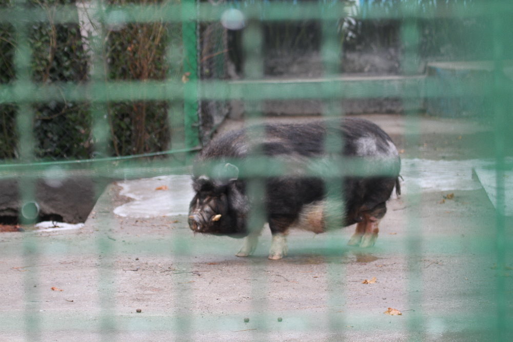 Domesticated pigs(mashhad zoo)