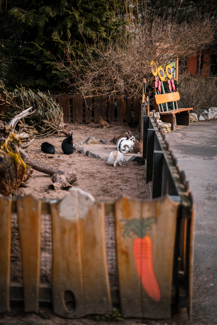 Domesticated Rabbits