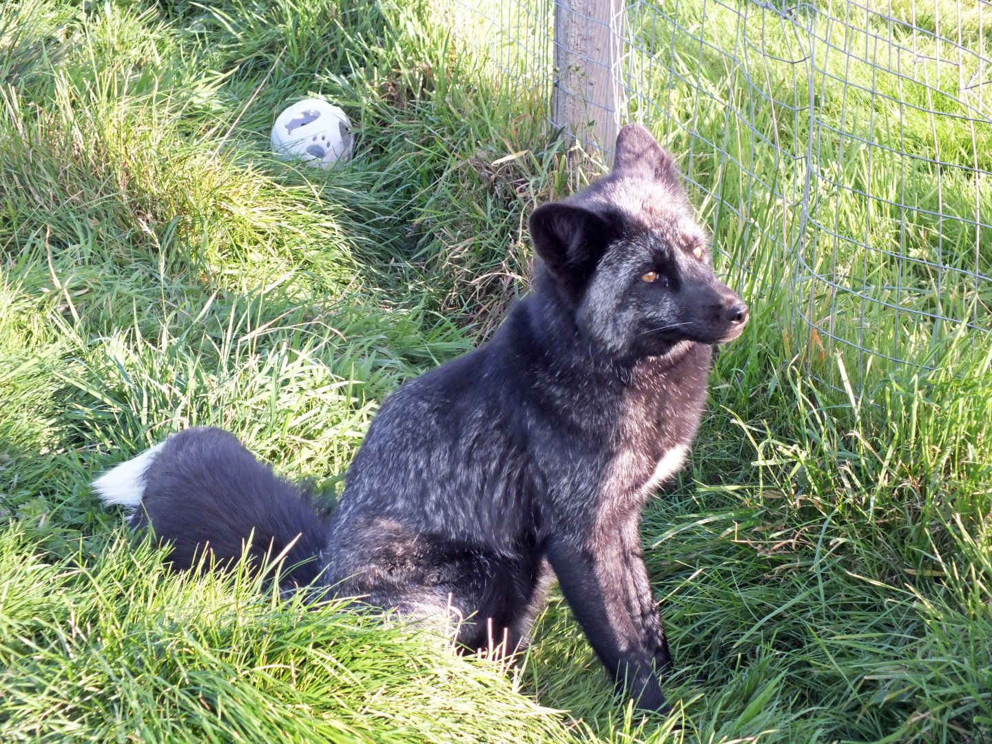 Domesticated red fox (silver)