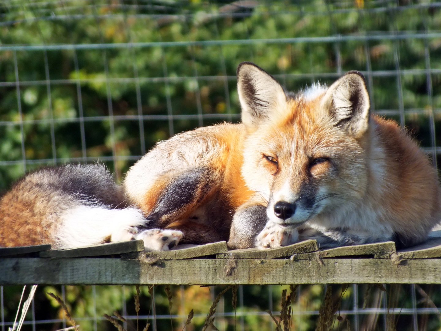 Domesticated red fox