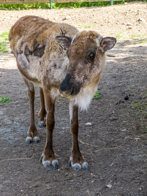 domesticated reindeer / Rangifer tarandus