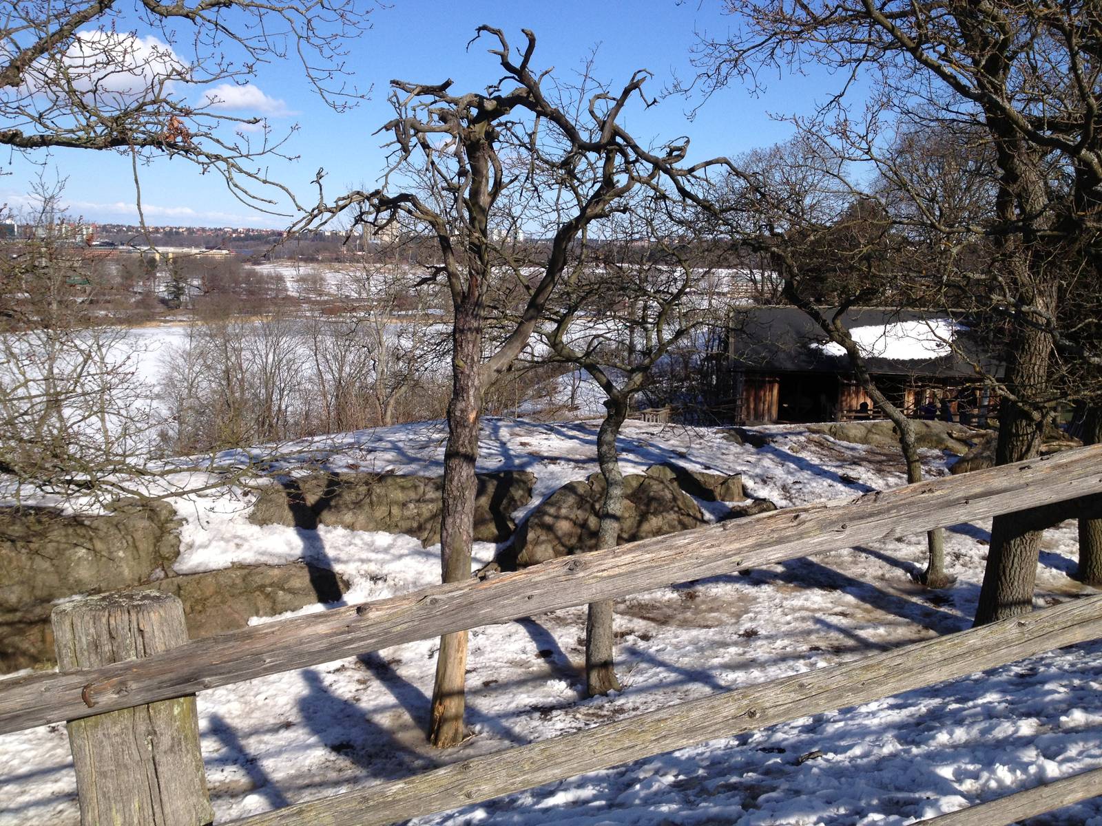 Domesticated reindeer