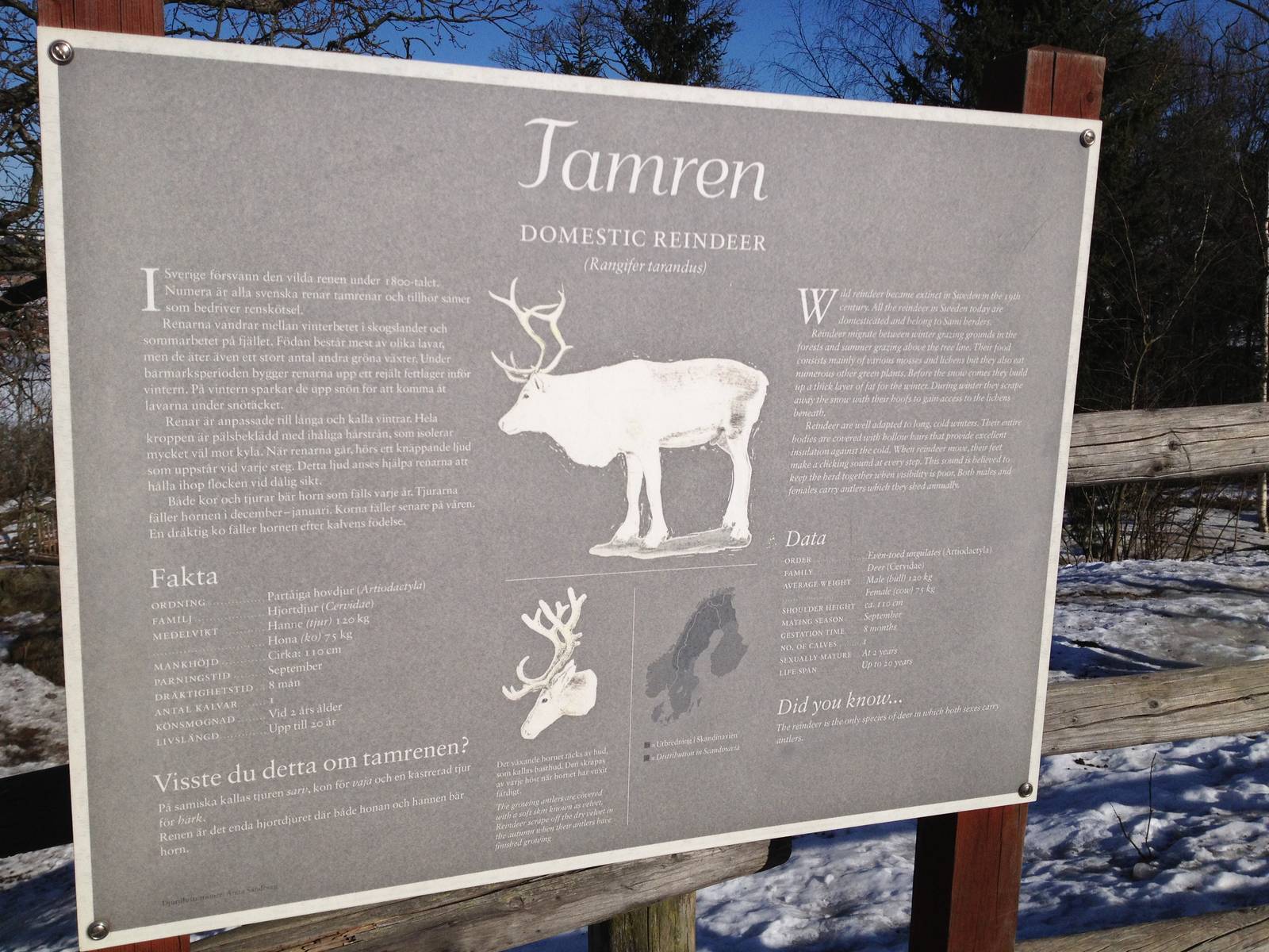 Domesticated reindeer