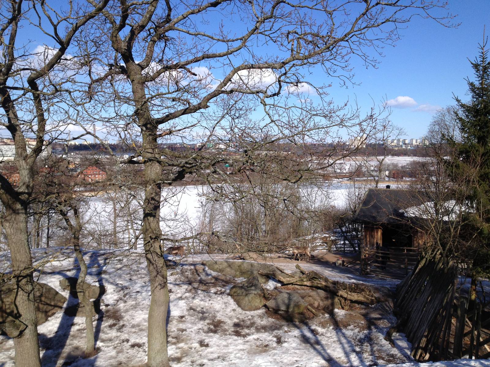 Domesticated reindeer