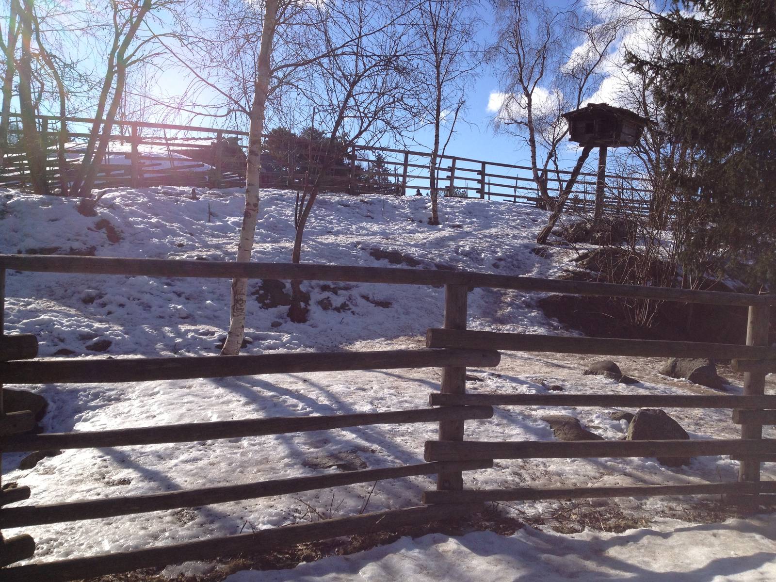 Domesticated reindeer