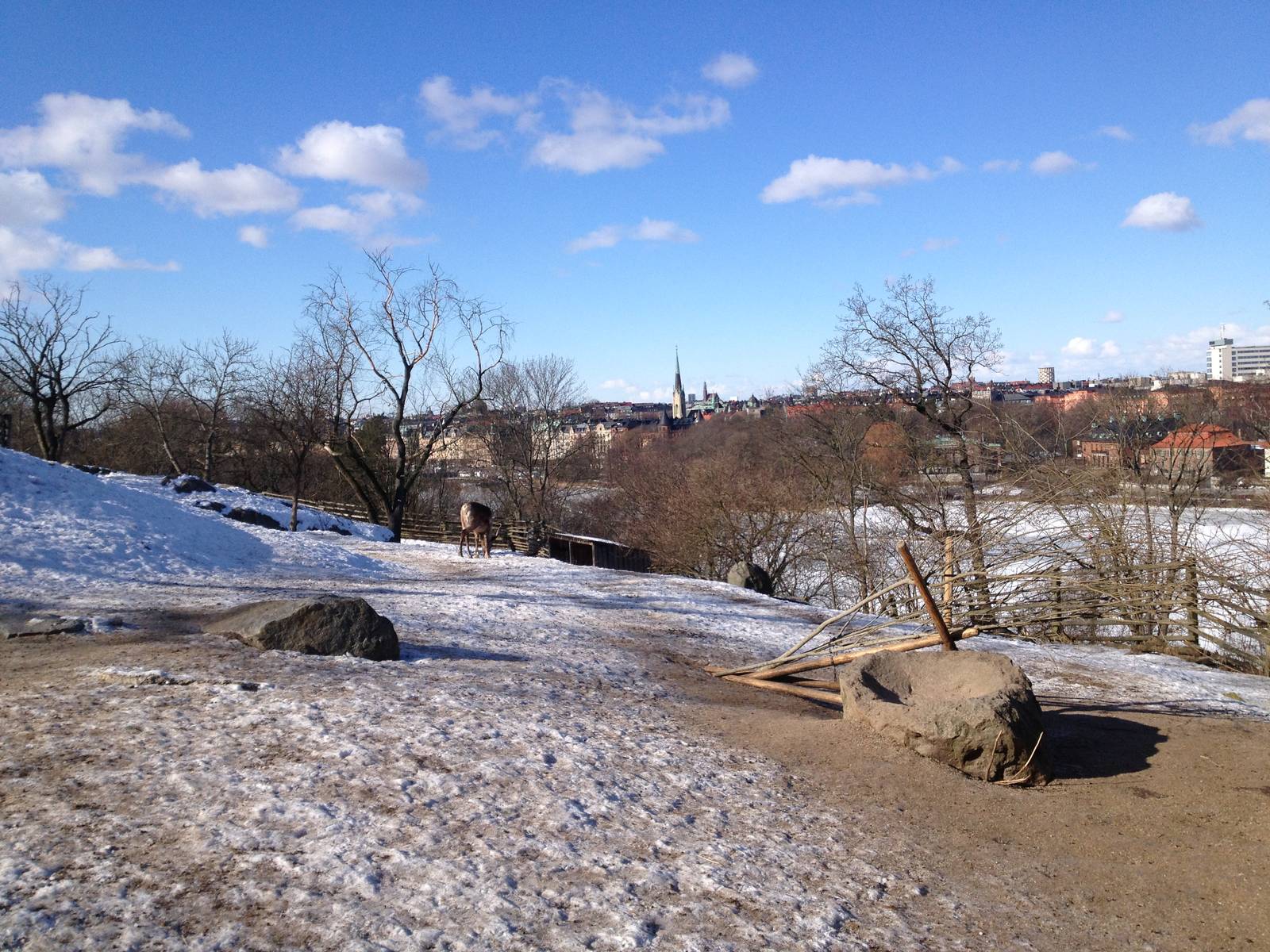 Domesticated reindeer