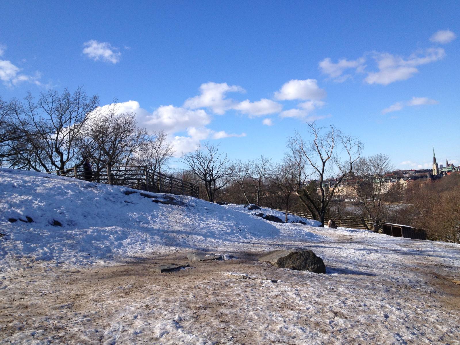 Domesticated reindeer