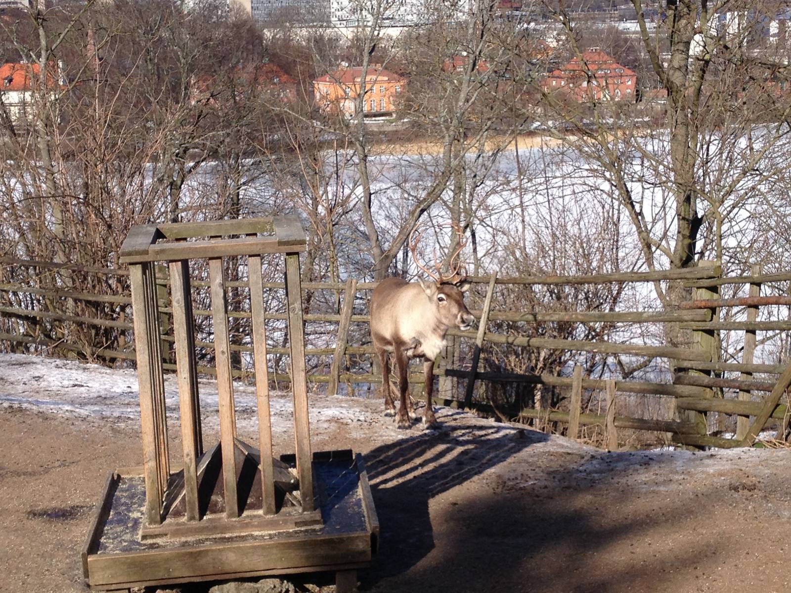 Domesticated reindeer