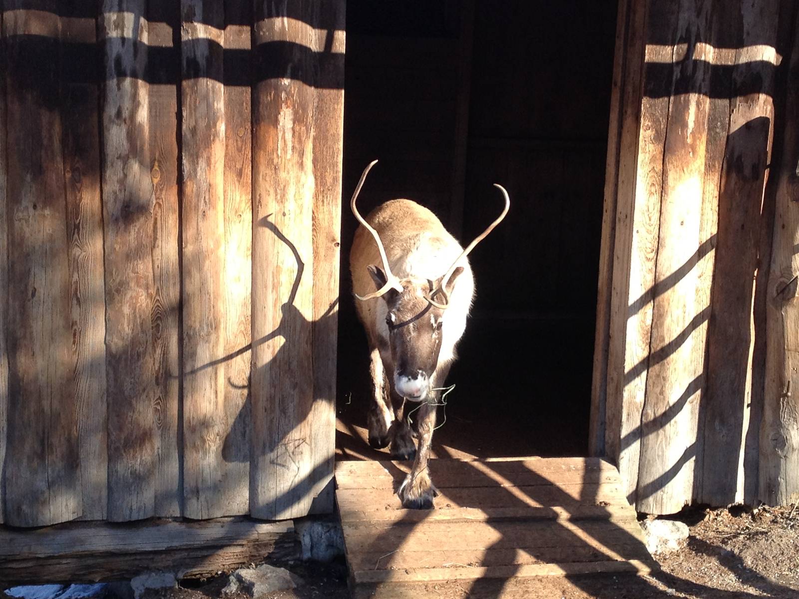 Domesticated reindeer