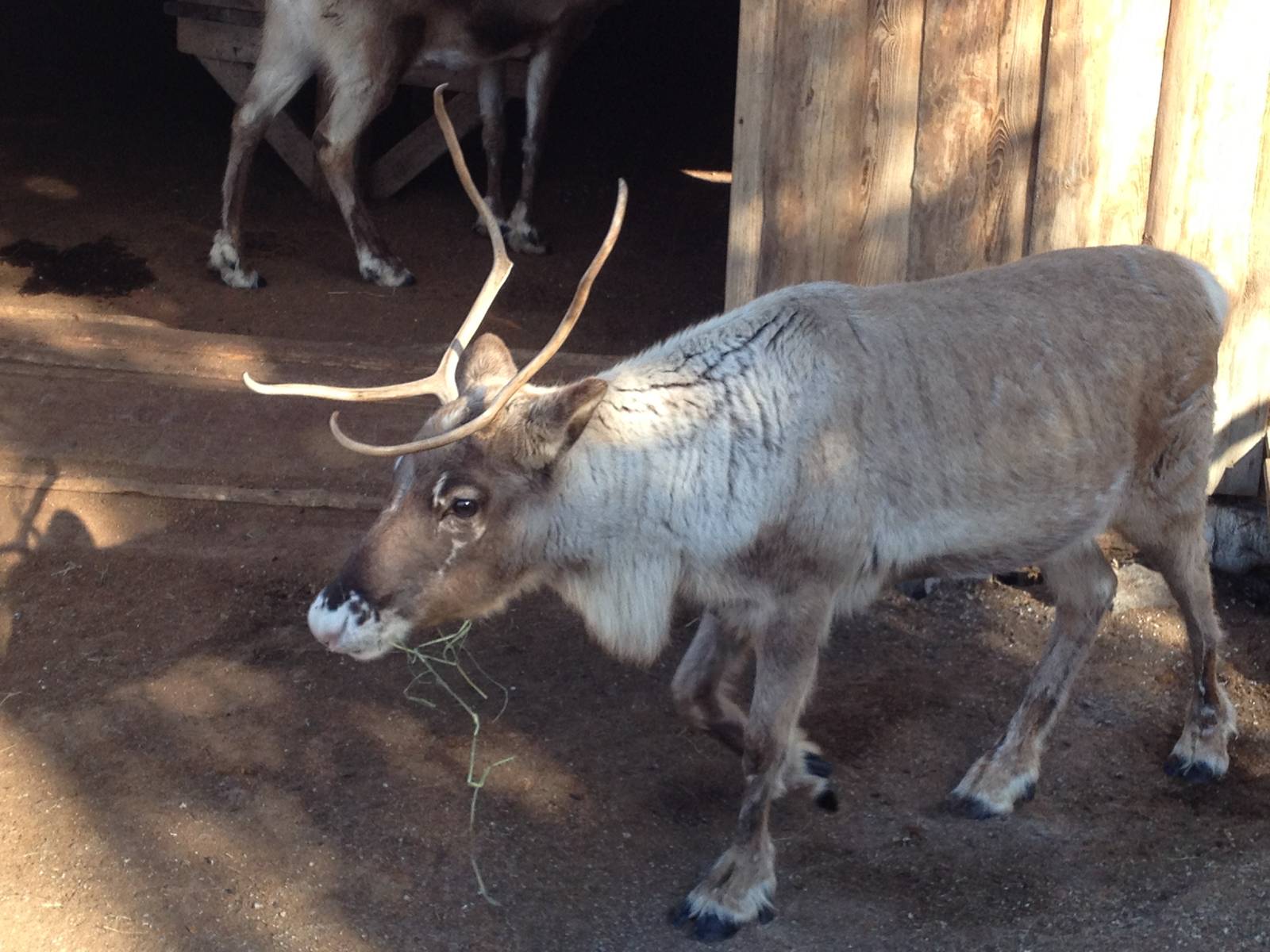 Domesticated reindeer