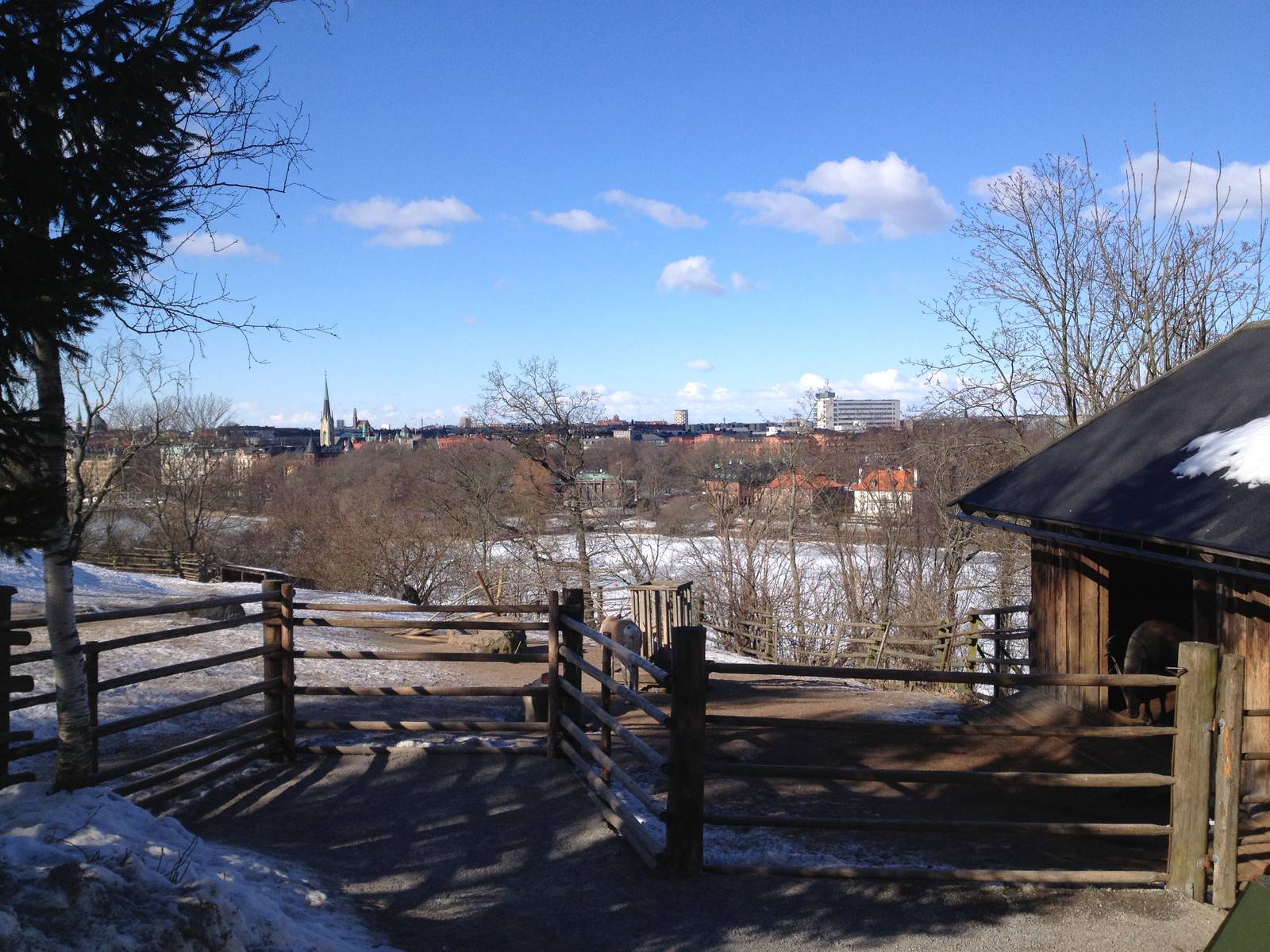 Domesticated reindeer