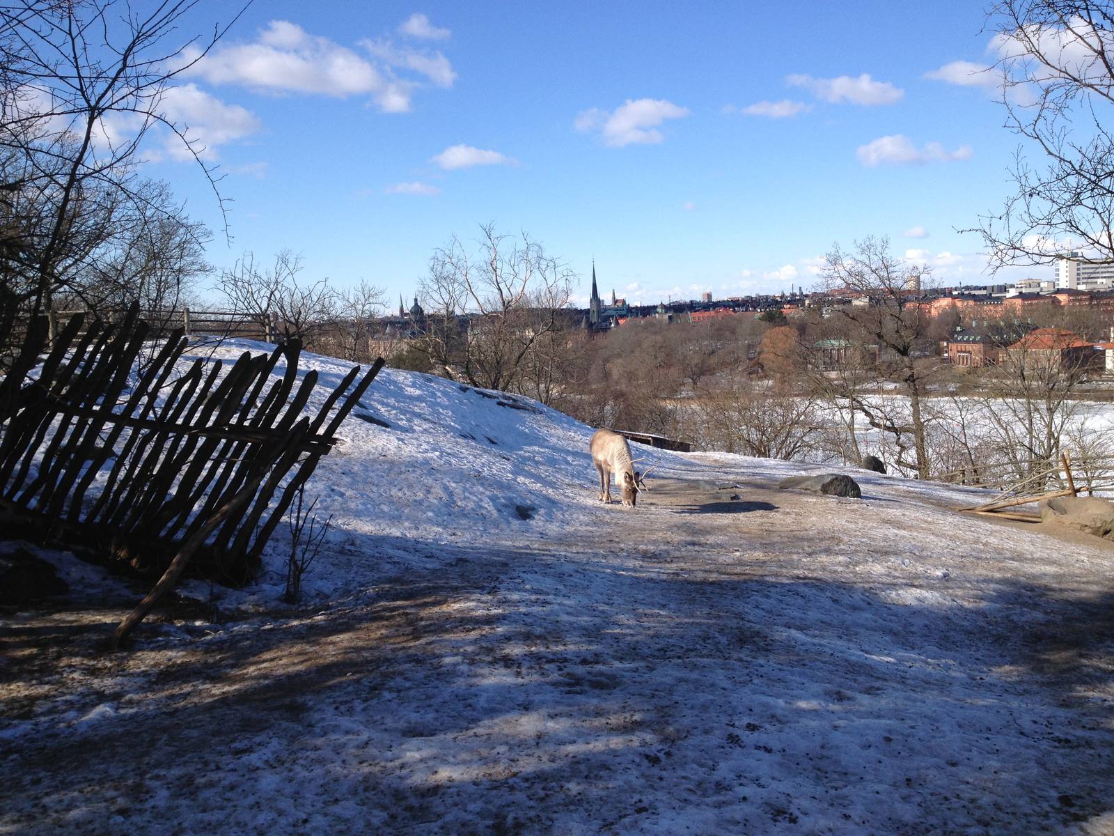 Domesticated reindeer