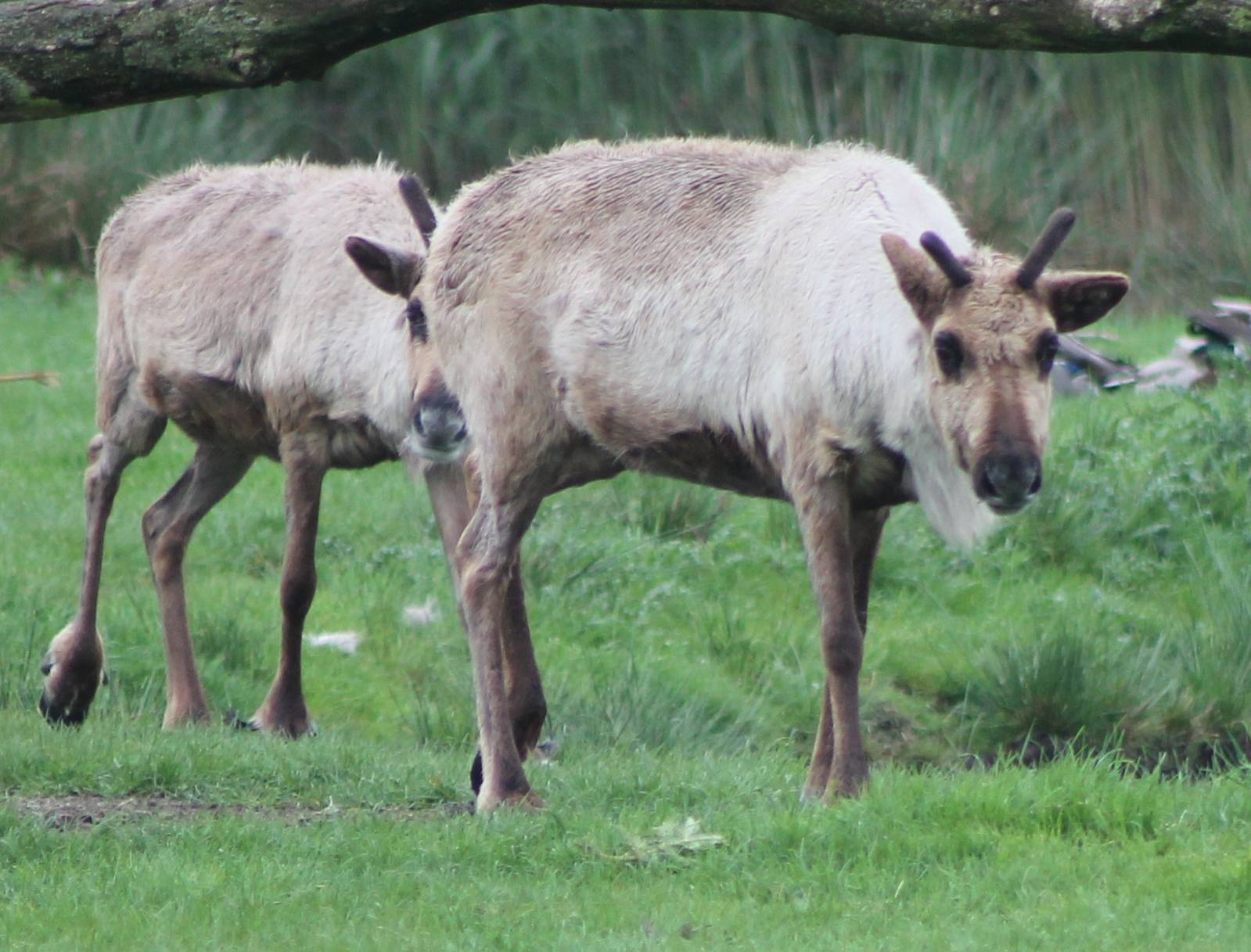 Domesticated Reindeers