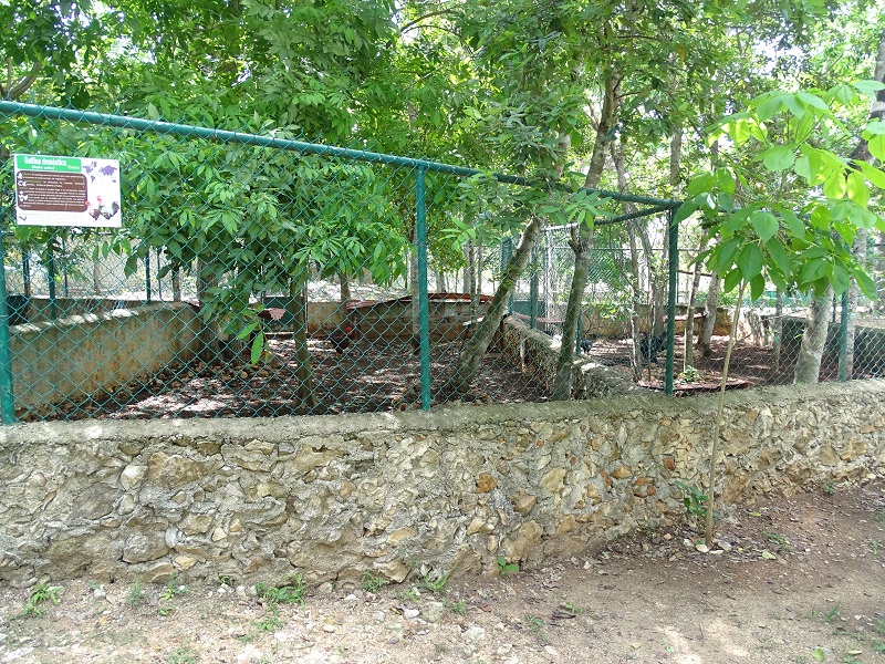 Domesticated turkey and chicken enclosure