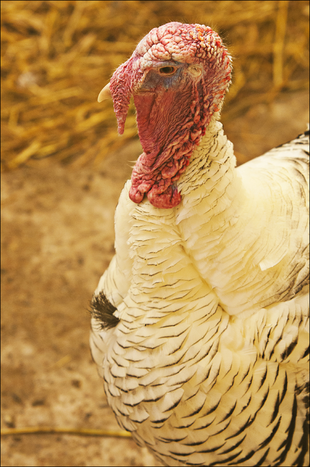 Domesticated turkey at Hamburg