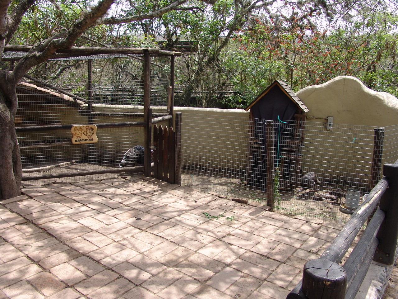 Domesticated turkeys at the 'Farm' area