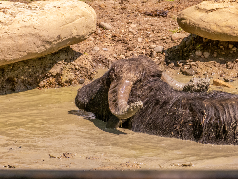 domesticated water buffalo