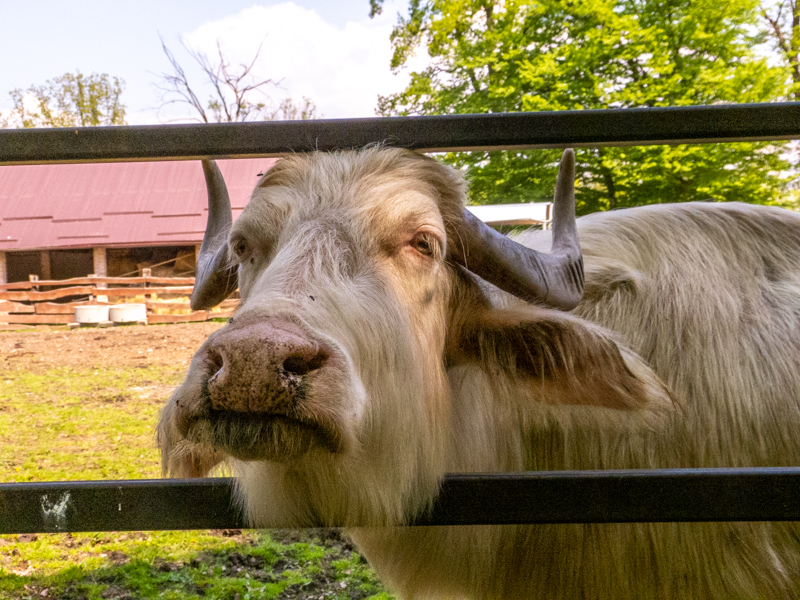 domesticated water buffalo