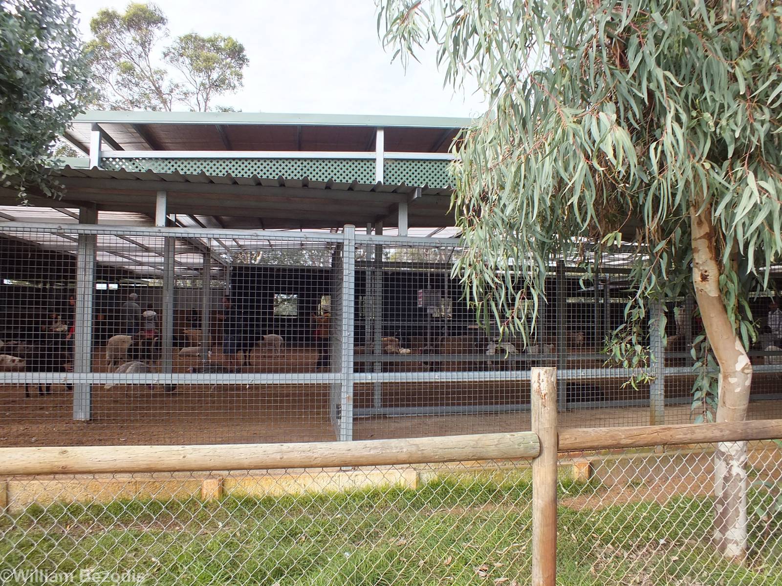 Domestics Petting Area - Caversham Wildlife Park