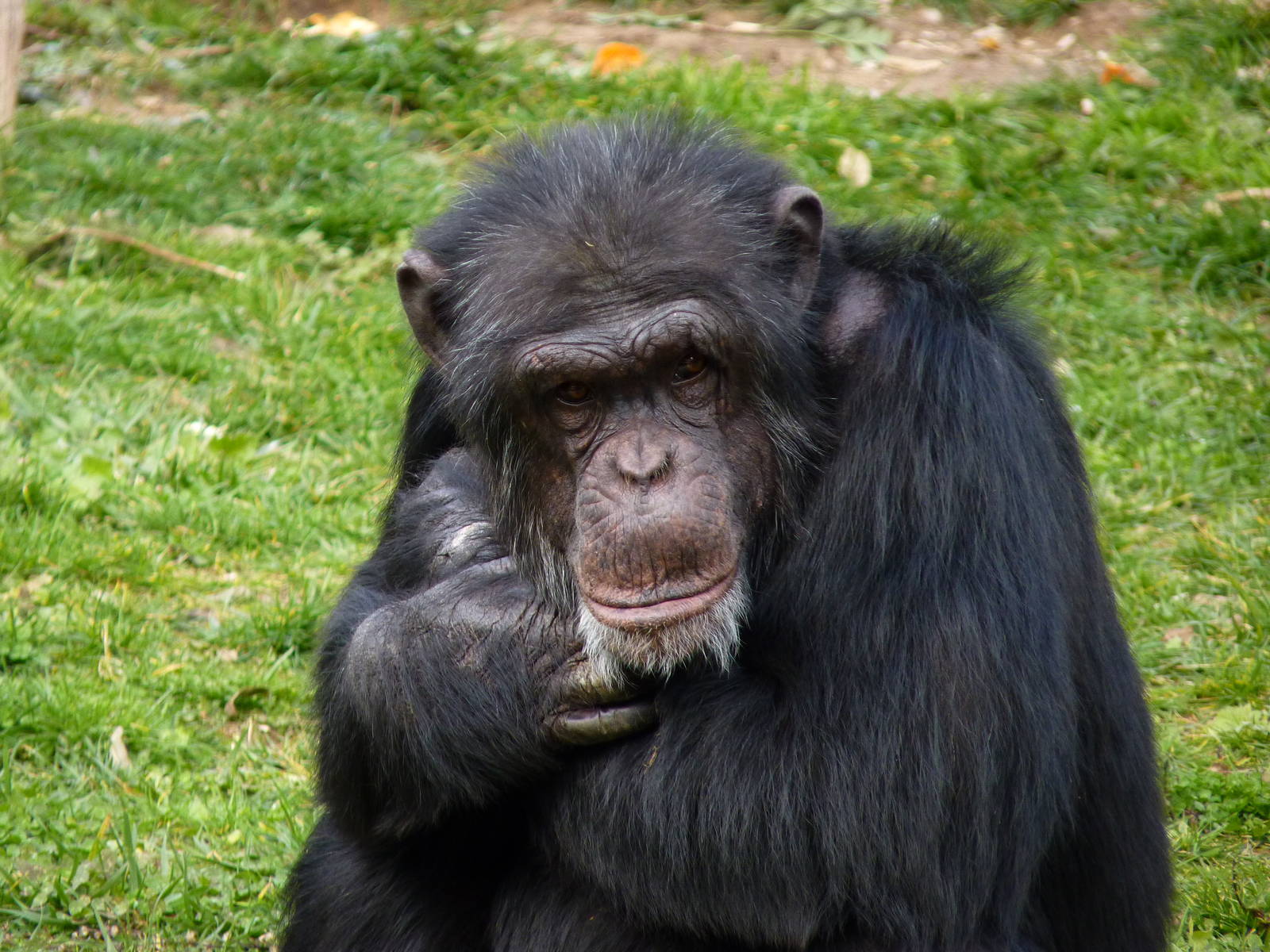 Dominant Male Chimp