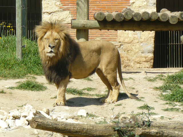 Dominant male Lion - Lisbon Zoo
