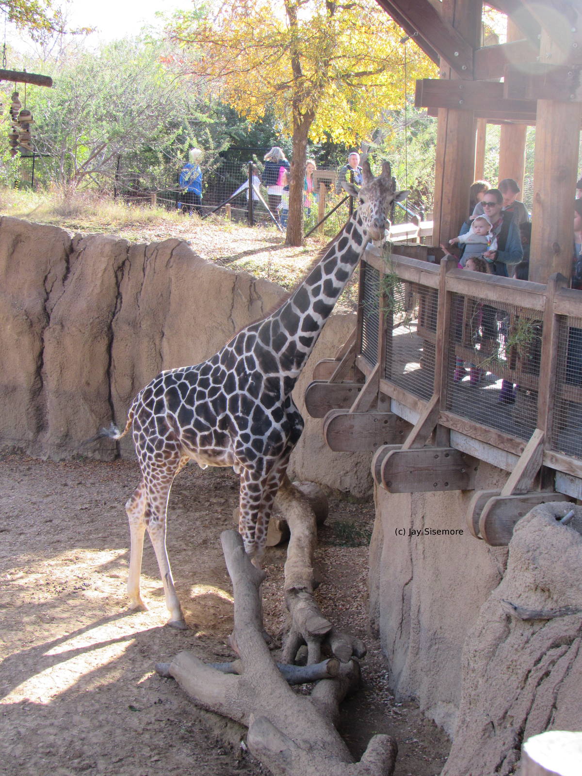 Dominant Reticulated Giraffe