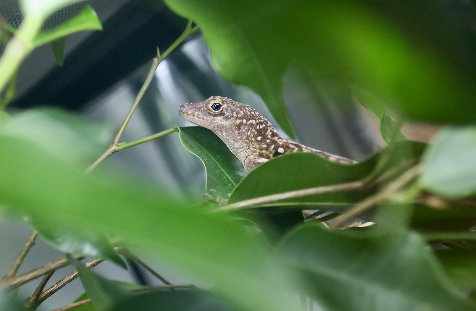 Dominica Anole (Anolis oculatus) male - The Gecko Gallery NYC