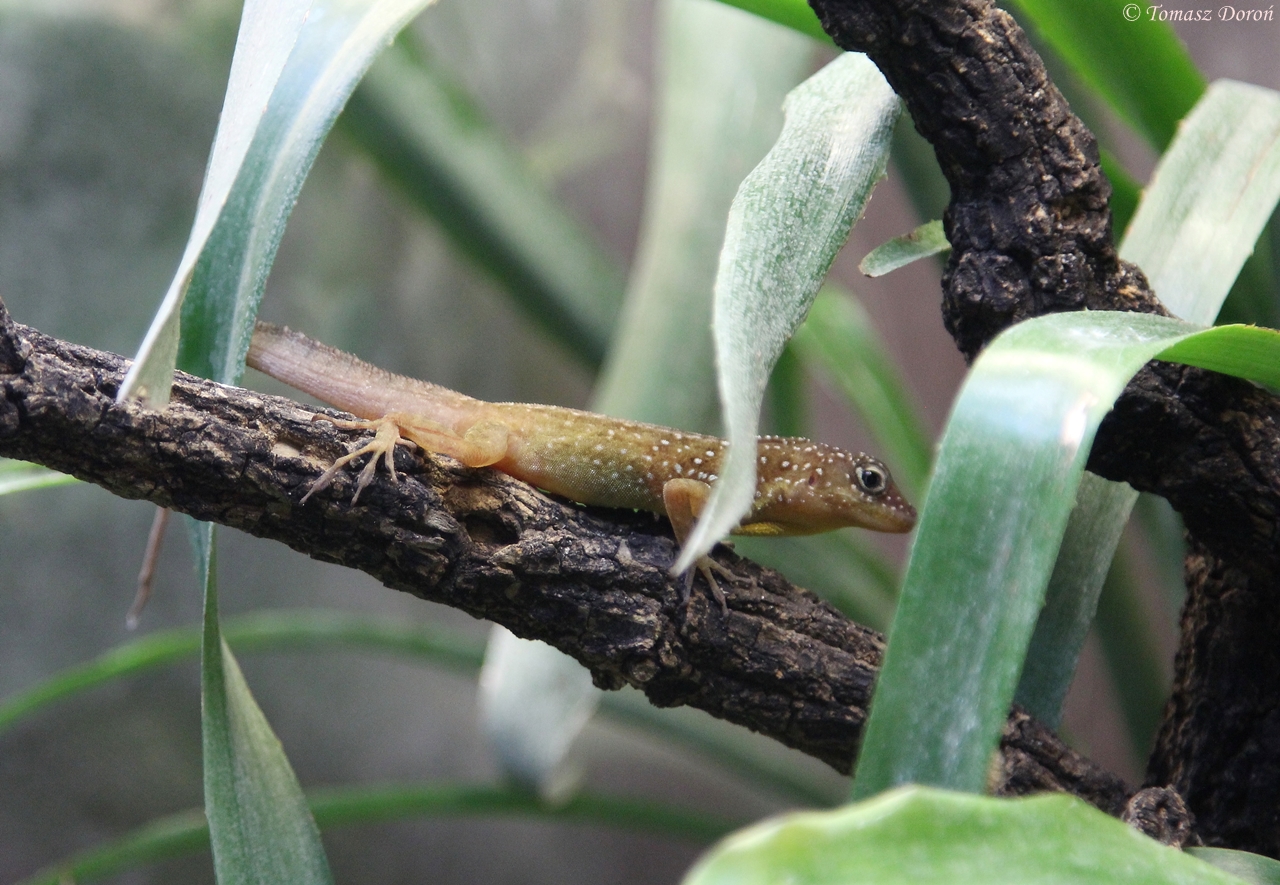 Dominican Anole (Anolis oculatus winctoni)